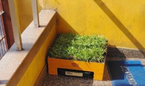 Sanitario de pasto natural con drenaje de Petit Garden Talla S