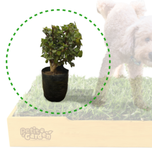 Arbolito para hacer pipi para perros