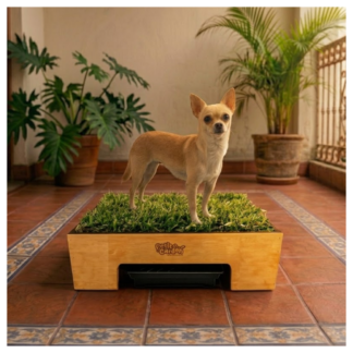 Sanitario de pasto natural con drenaje pequeño de Petit Garden