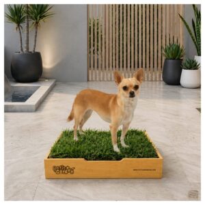 Sanitario de pasto natural con repuestos intercambiables base de cartón y tierra para perros pequeños de Petit Garden