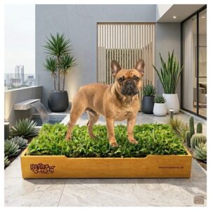 Sanitario de pasto natural con repuestos intercambiables base de cartón y tierra para perros pequeños de Petit Garden